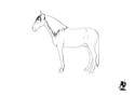 Horse Portrait #1 Sketch