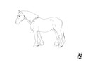 Horse Portrait #2 Sketch
