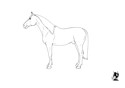 Horse Portrait #3 Sketch