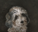 Petite%20Basset%20Griffon%20Vendeen%2C%20aka%20PBGV (thumbnail)