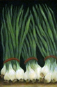 Scallions on Black; 24 x 36 Scallions%20on%20Black%3B%20%2024%20x%2036 (thumbnail)