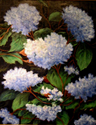 Hydrangea Blue Bush; 22 x 28 Hydrangea%20Blue%20Bush%3B%2022%20x%2028 (thumbnail)