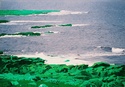 Purple%20Sea%2C%20Flaned%20Head%2C%20Ireland (thumbnail)