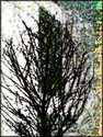 tree%20one (thumbnail)