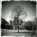 tree%20two%20%28atlzen%29 (thumbnail)