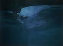 Painting--Oil-FigurativeDream Pool