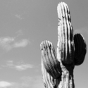 Lone%20Cactus (thumbnail)