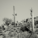 Untitled (thumbnail)