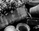 Photography-The Organic Gardener No. 1