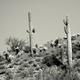 Photography-Untitled