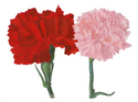 Carnations