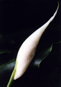Irene Andreadis - Peace Lily