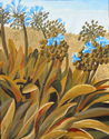Agapanthus