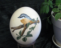 nuthatch