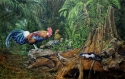 Jaafar Taib - RED JUNGLE FOWL (66)