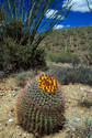 Photography--Color-NatureDesert Bloom