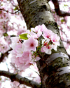 Photography--Color-FloralCherry Blossom 1