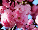 Photography--Color-FloralPink Beauty