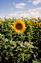 Photography--Color-FloralThe Standout