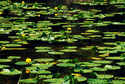 Photography--Color-LandscapeWater Lilies