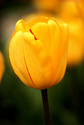 Photography--Color-FloralYellow Tulip