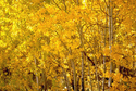 Photography--Color-LandscapeAspen Grove 1