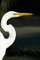 Egret In Profile