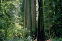 Photography--Color-LandscapeElfin Forest