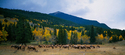 Photography--Color-AnimalsElk Harem