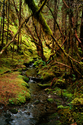 Photography--Color-NatureJuneau Spring