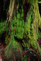 Photography--Color-NatureNature's Goliath