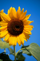 Gerlich photo,Jack Gerlich photography,J&K Gerlich Photographic Arts,fine art photography,color photography,sunflower,flower,floral,nature,summer - Floral Photography