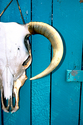 Photography--Color-FigurativeTurquoise Skull
