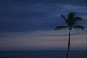 Photography--Color-SeascapeWhispering Palm