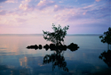 Photography--Color-SeascapeZen Mangrove