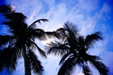 Photography--Color-NaturePalm Sky