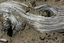 Photography--Black & White-EditorialDriftwood I