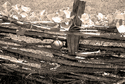 Photography--Black & White-EditorialGourd On Fence