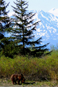 Photography--Color-NatureGrizzly I