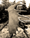 Photography--Black & White-EditorialMoose Antler