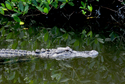 Photography--Color-AnimalsOn Patrol
