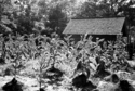 Photography--Black & White-EditorialTobacco Rows