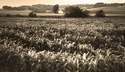 Photography--Black & White-LandscapeAfter The Rain