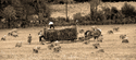 Photography--Black & White-LandscapeAmish Harvest
