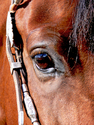 Photography--Color-AnimalsDivine Equine