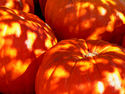 Photography--Color-EditorialFire Pumpkins
