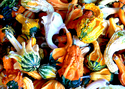Photography--Color-EditorialGourds 1