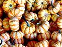Photography--Color-EditorialGourds 3