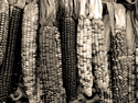Photography--Black & White-EditorialIndian Corn I
