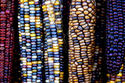 Photography--Color-EditorialIndian Corn II